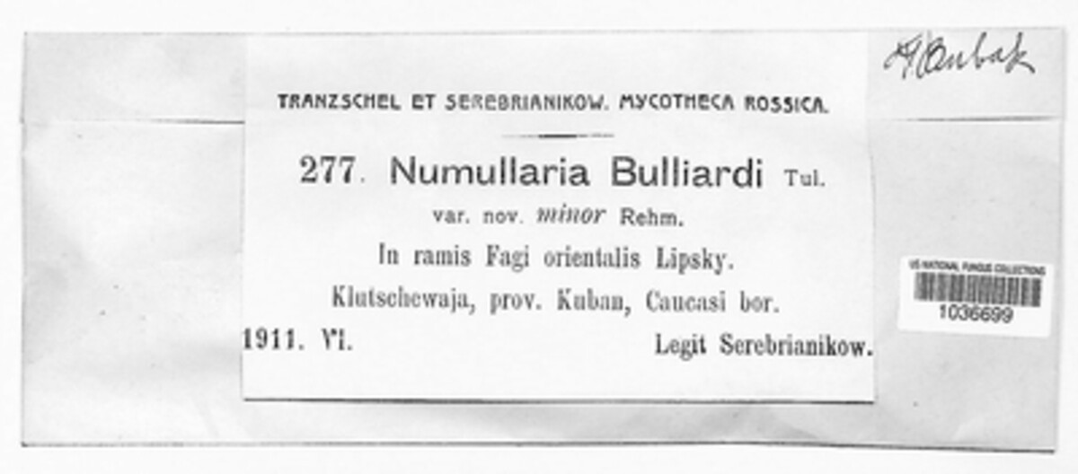 Nummularia bulliardii var. minor image